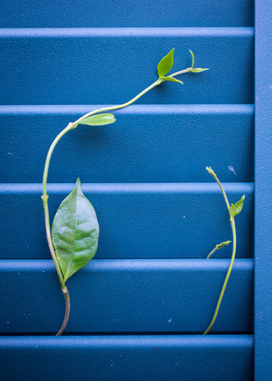 Auld Sweet Olive Bed And Breakfast New Orleans Eksteriør bilde